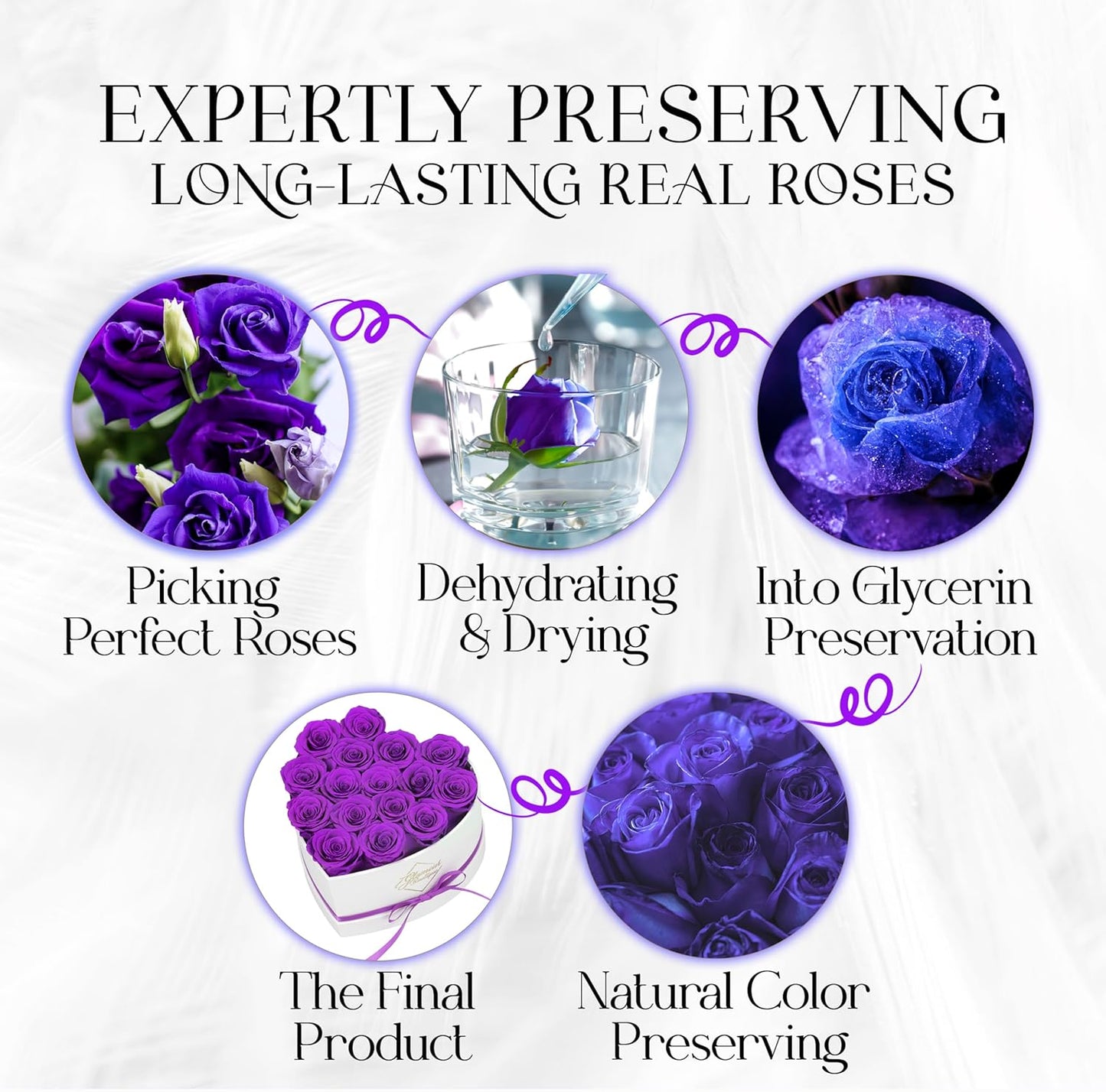 Dluxe Ave. Luxury Preserved Roses in a Box/ 16pcs (Purple)