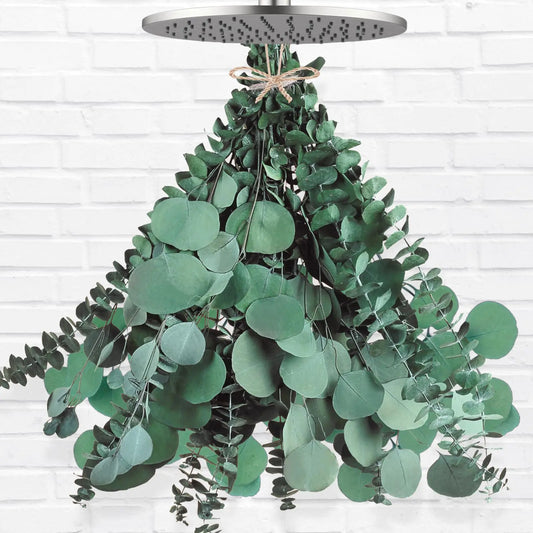 Dluxe Ave. 12 Pcs Large Dried Eucalyptus & Silver Dollar Leaves Bundle/ Eucalyptus 17"Hanging