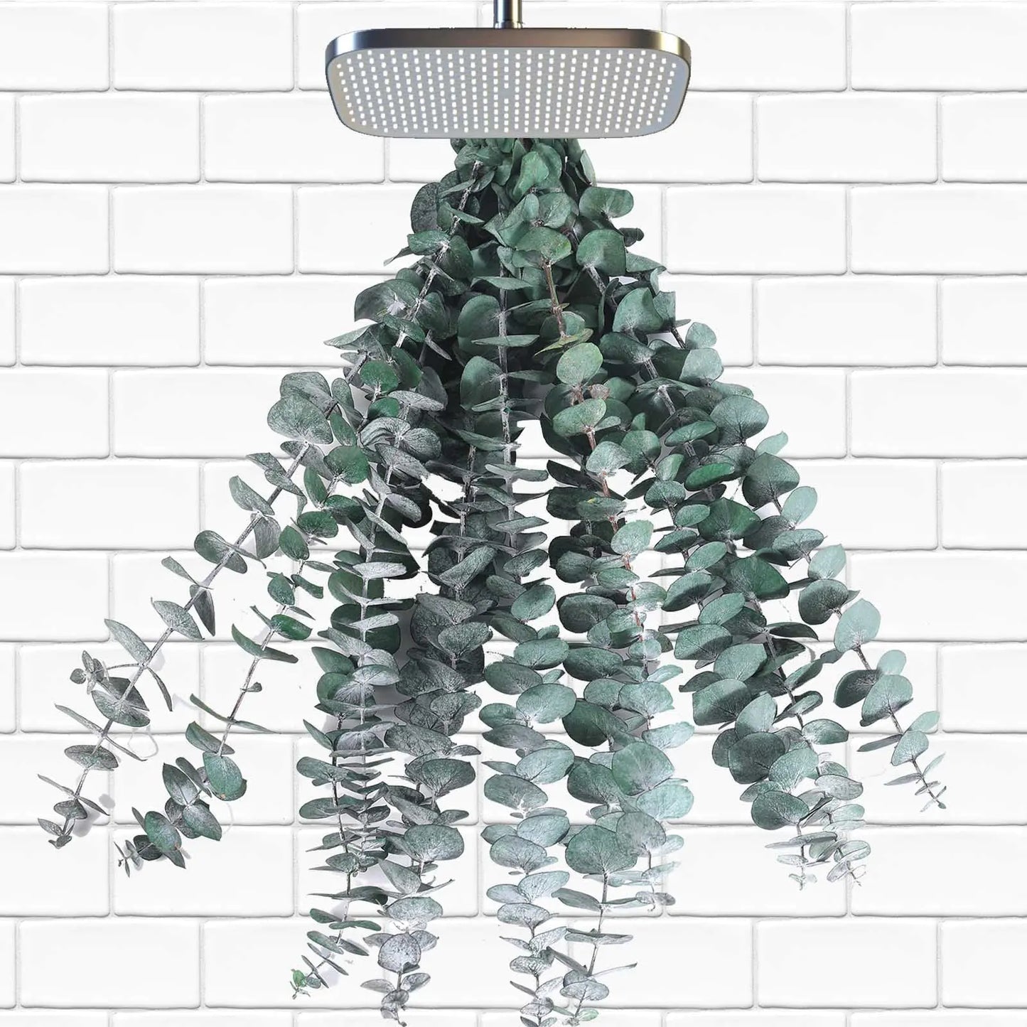 Dluxe Ave. 12 Pcs Dried Eucalyptus Stems for Shower, Hanging