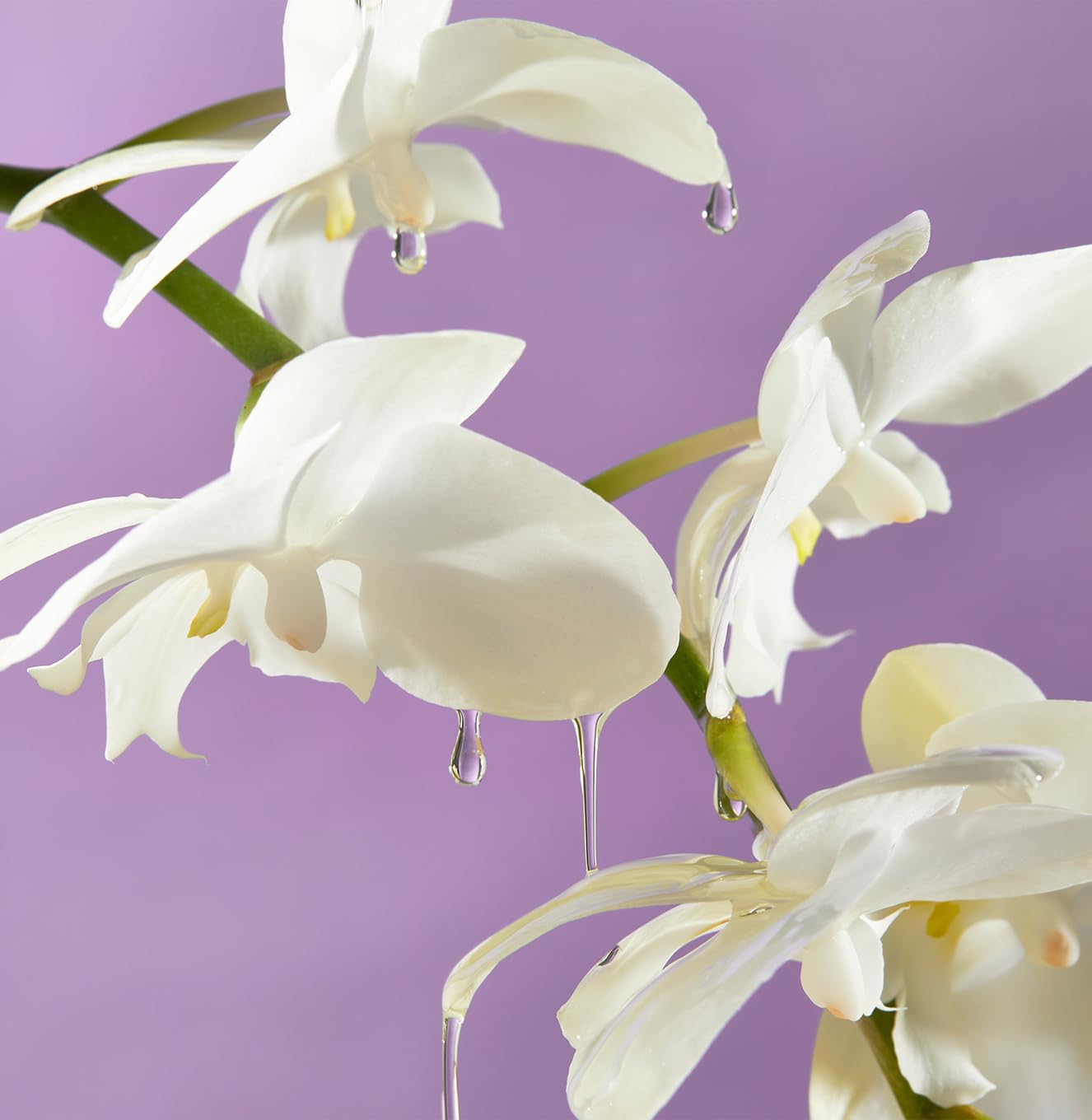 Dluxe Ave. Saltair - Island Orchid Body Oil - Nourishing Body Moisturizer