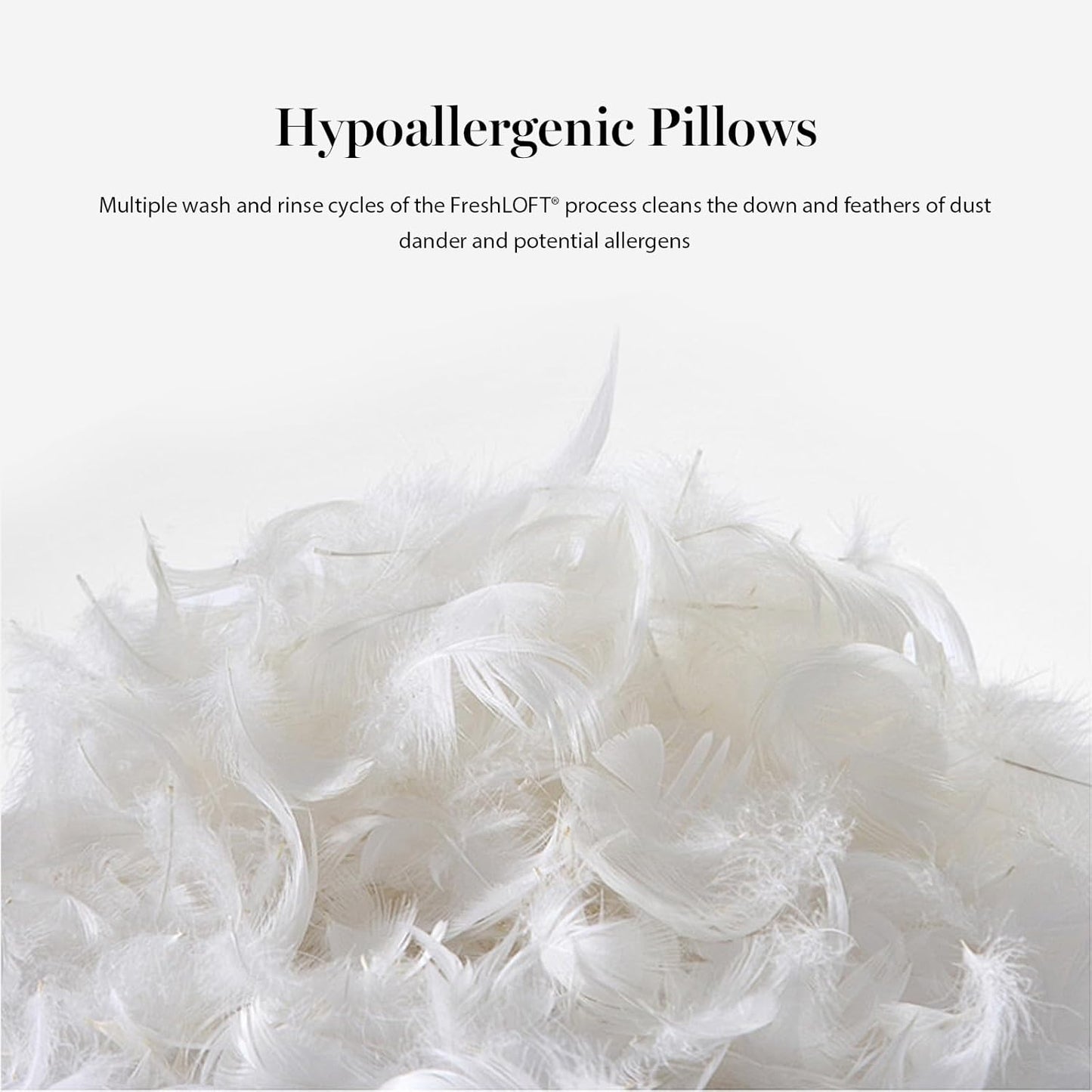 Dluxe Ave. ( QUEEN ) Martha Stewart Pillows, Set of 2, { MED./ FIRM } Luxury Hotel Quality 500 Thread Count 20 x 28 inches, White