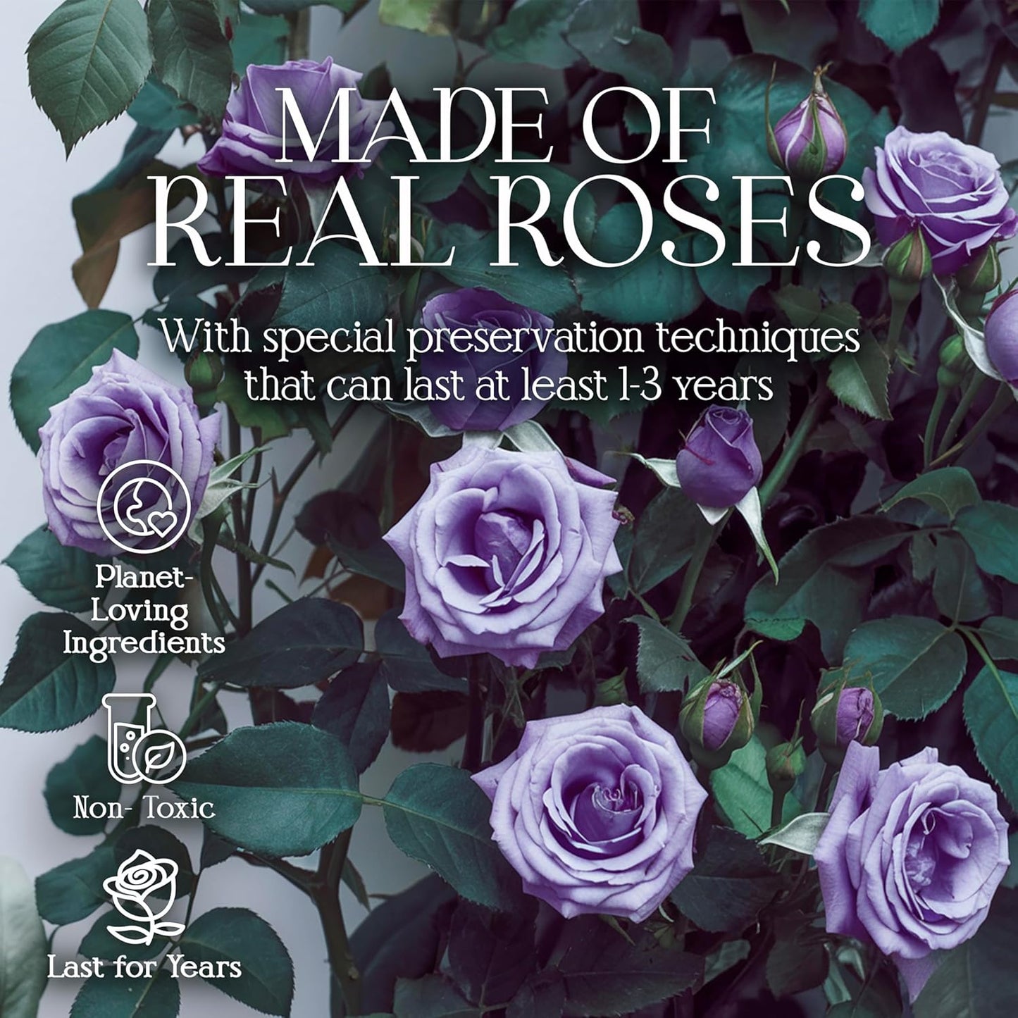 Dluxe Ave. Luxury Preserved Roses in a Box/ 16pcs (Purple)