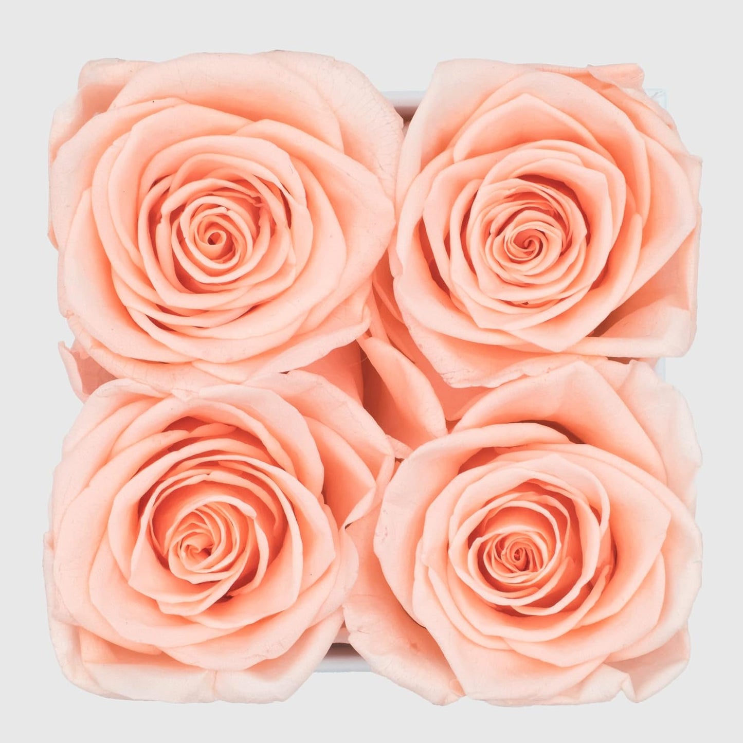 Dluxe Ave. Graceful Fleurs | Real Roses That Lasts for Years | Preserved Fresh Flowers for Delivery Birthday | Forever Roses in a Box | Valentines Day Gifts for Her (Light Peach White Box 4 Roses)
