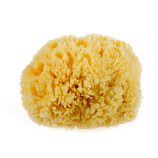 Dluxe Ave. Natural Yellow Sea Wool Sponge 6 Inches. Perfect for Bath Shower & Body Care